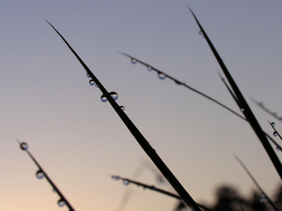 In the dewdrops, you can see other blades of grass and THEIR drops.  That`s sunRISE, by the way, not sunSET.