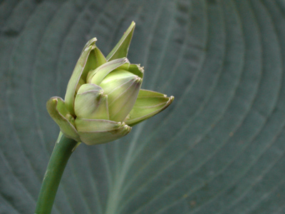 Imagine some strange person kneeling on the sidewalk in front of your house, taking pictures of your plants.