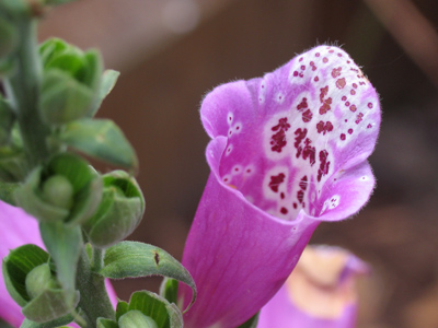 Looks a lot like the carnivorous pitcher plant -- but in a public square?