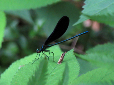 To paraphrase Dylan Thomas, books can tell me everything about the dragonfly, except why.