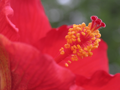 Normally I have to stoop to photograph flowers, but this one was taller than me.