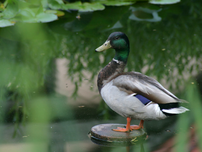 I took this picture at the quack of dawn.