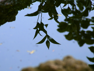 Sky and water, leaf and life.