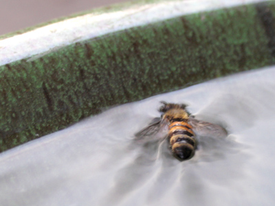  . . . fall in!  Breaking the most basic rule of the nature photographer, I rescued it (since honeybees are scarce).
