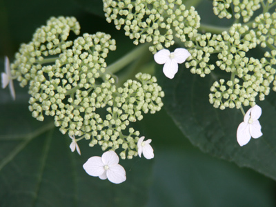 Why do only the edges bloom?