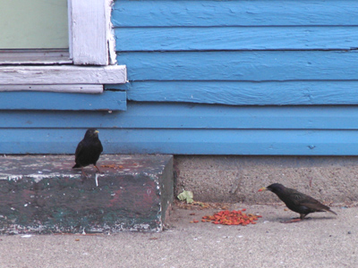 When the cat`s away, the birds have their way (see May 16, 2007).