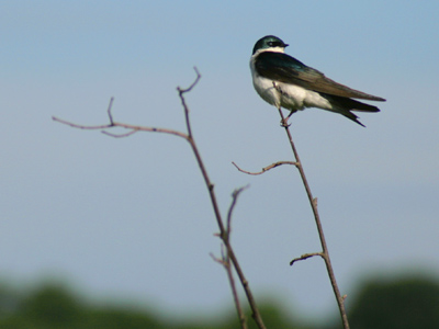 Again I wonder, what kinda bird?