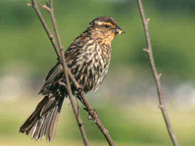 This one`s easy: a red-winged blackbird.  The name hardly applies to the female, which is neither black nor red.
