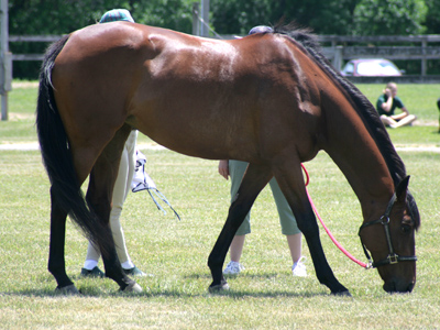 The amazing eight-legged horse.