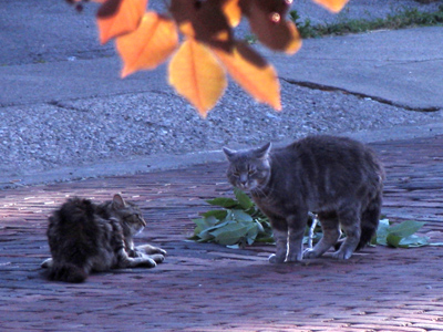 Neighbors don`t always get along.