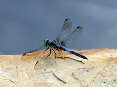 Sometimes called the Mosquito Hawk, dragonflies eat mosquitoes and other insects.