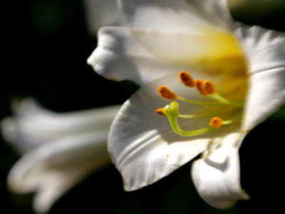 How a Lensbaby sees.