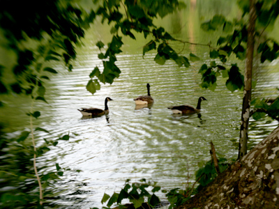 A midsummer night`s dream.