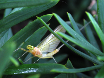 Keeping an eye on things.