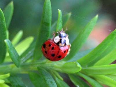 She drives a Volkswagen.