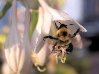 All of Earth`s creatures - except one - just do their work without worrying about achieving a fulfilling career.