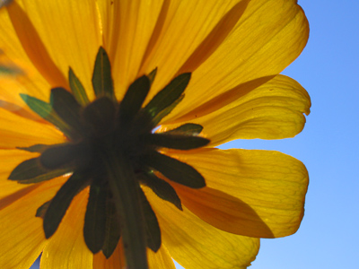 Black-eyed susan at sunrise.