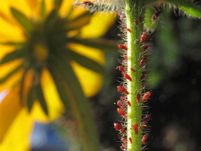 A lady tiptoed past saying `I don`t want to disturb your art.`  Art?  I just like bugs.