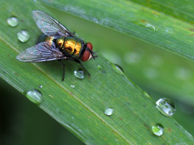 Bugs need to drink too.