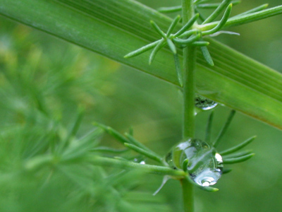 Thanks to a high school classmate`s science fair project about surface tension, I understand what`s going on here.