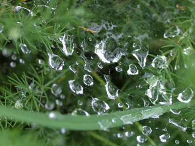 I wanted to pull the blade of grass out of the picture, but discovered it was the foundation of the web itself.