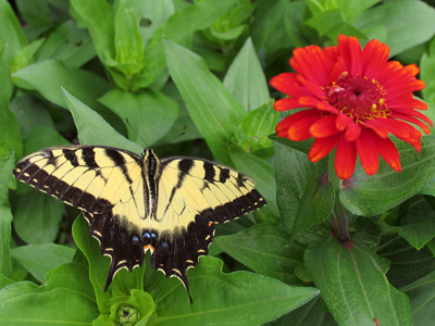 The Butterfly House at Cox Arboretum is open! [Tiger Swallowtail]