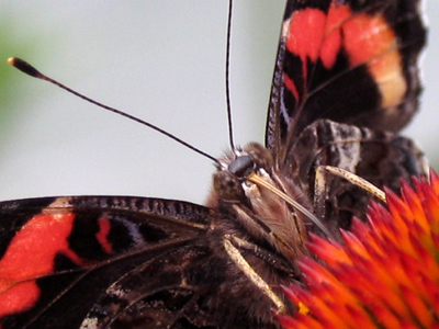 Butterflies feed on the nectar of flowers, drinking it through a long tube called a proboscis. [Red Admiral]