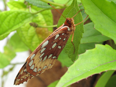 Butterflies have different patterns on the bottom of their wings compared to the top. [Great Spangled Fritillary]