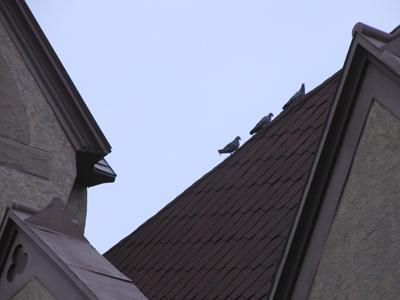 My morning walk through the neighborhood.