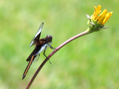 It kept flying away and coming back to the same flower.