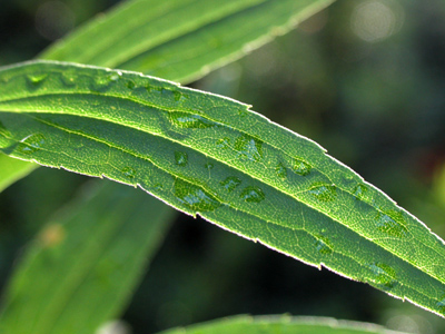 First thing in the morning.