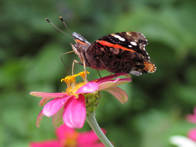 I told someone yesterday, `No butterfly pictures are planned this weekend.`  The butterflies had other plans.