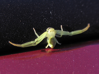 I had a passenger OUTSIDE my car this morning.