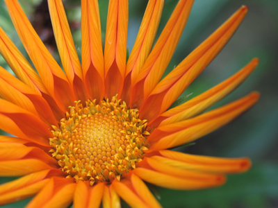 On a typical day, I have about 40 minutes to take pictures during lunch.  Here are the results from today.