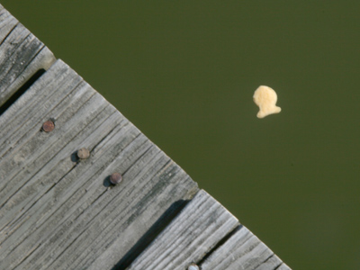 Fishing is all about choosing the right bait.