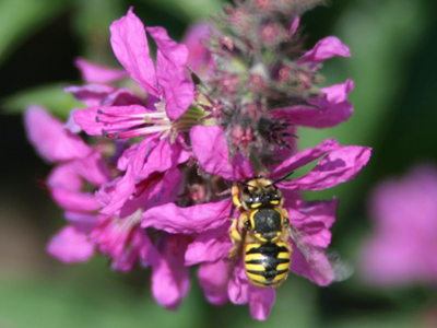 To say I`m detail-oriented is an understatement.  Other people walk by the planter and don`t even notice the flowers, let alone the life that`s buzzing around them.