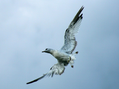 A sudden change in flight plan.