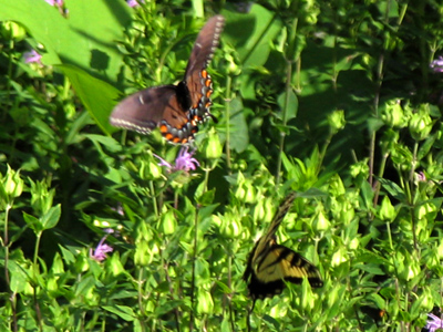 An eastern black swallowtail and a tiger swallowtail doing their part to improve relations between the species.