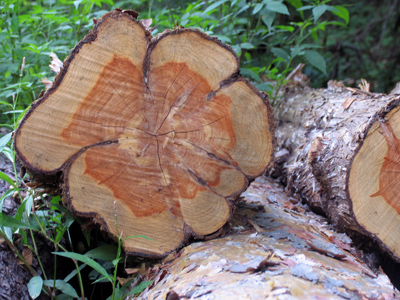 As a boy, I heard the fable of the goose that laid the golden egg and thought it impossible anyone would be foolish enough to destroy something so valuable.  But with every cut forest, I see I underestimated human foolishness.