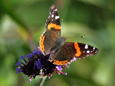 While waiting for the elusive hummingbirds to cooperate, I took several pictures of more leisurely butterflies.