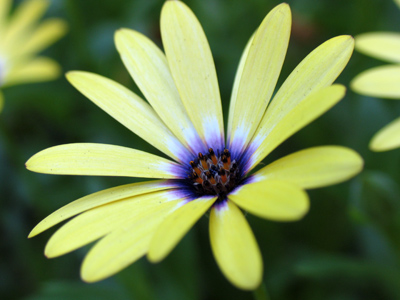 A small sun in the galaxy of the grass.