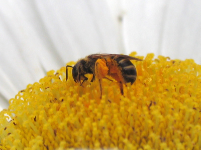 On top of the daisy.