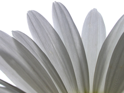 Underneath the daisy.