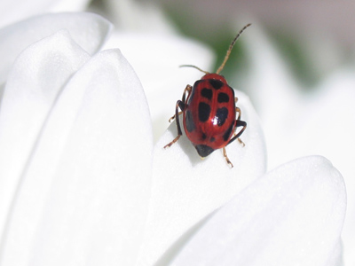  . . . Oh great, she LOVES the flowers!