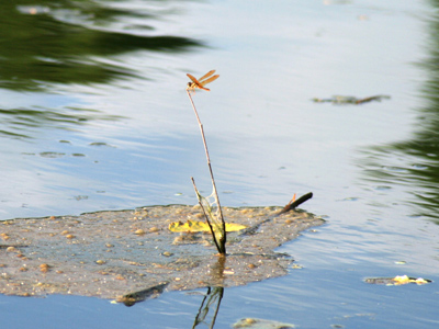 No dragonfly is an island.