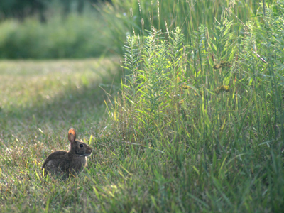 At the edge of Watership Down.
