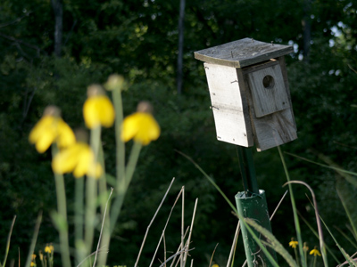 The birds moved out when the building went condo.