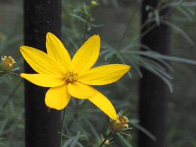 Put the petal to the metal.