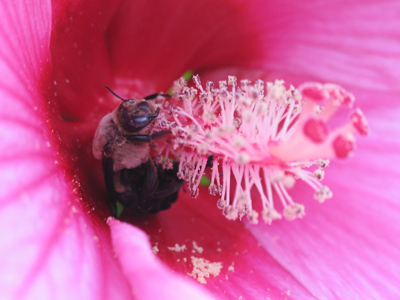 Hiding in the hibiscus.
