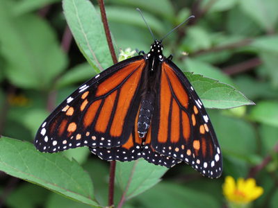 As I was leaning into the shrubbery for this shot, a lady walked by and said `You look like a picture yourself.`